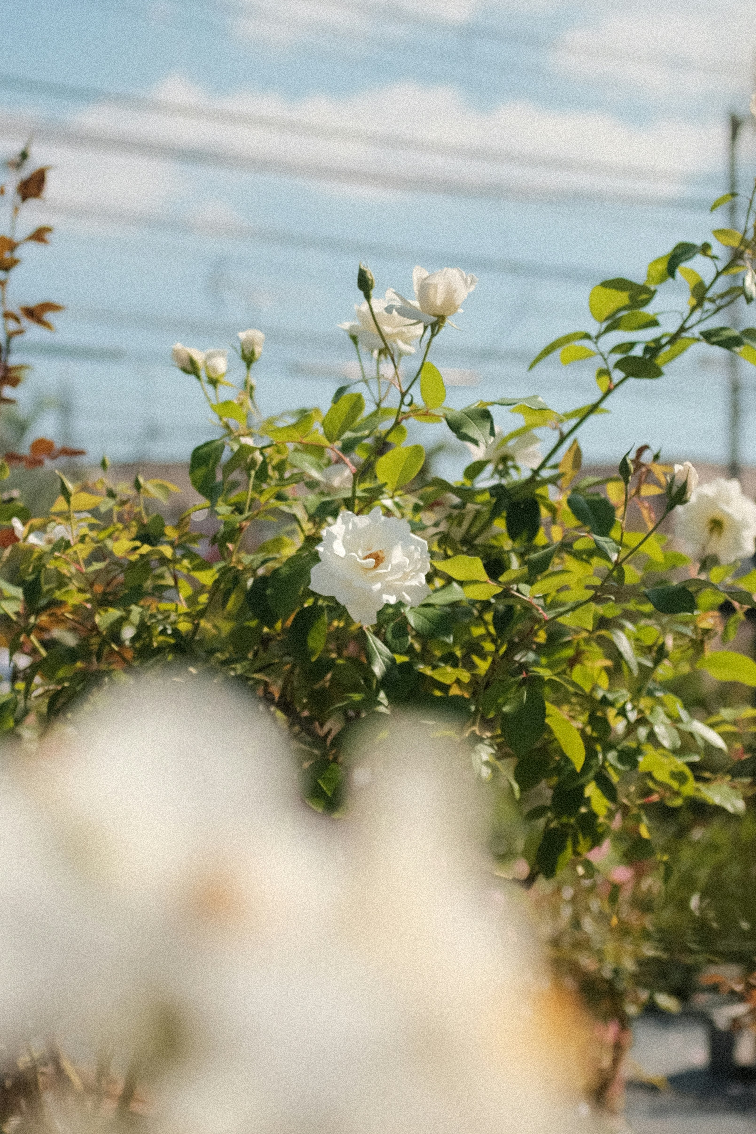 white flower with green leaves